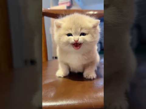Sweet cats Part 4 😻🐈Cute Cat | Shorts #cutecats #kitten #shorts