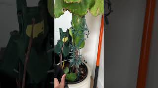 My Temperamental Fiddleleaf Fig has Plant Envy! Starting Over? | Houseplant Vlog