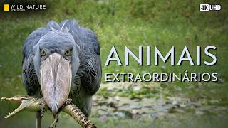 ANIMAIS EXTRAORDINÁRIOS - As Adaptações Mais Bizarras da Natureza | Documentário Animal