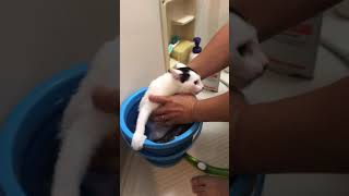 仔猫さん、はじめてのお風呂。いがいといい子。