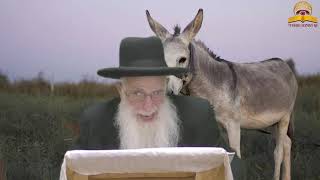 מה היתה סופה של האתון של בלעם? הרב יהודה יוספי