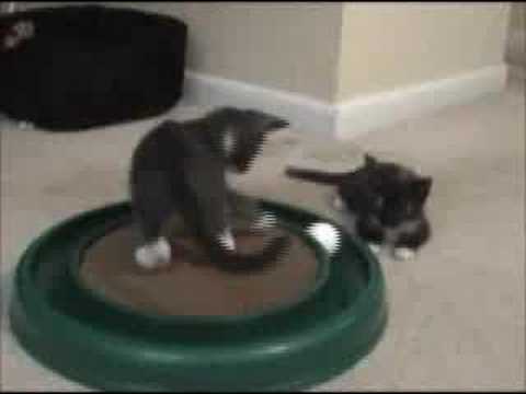 Meet Jaina and Aurra