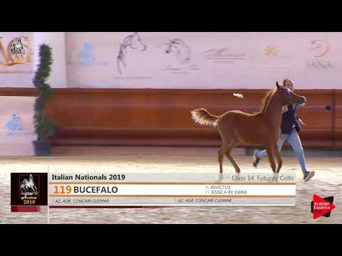 N 119 BUCEFALO   Italian Nationals 2019   Futurity Colts Class 14