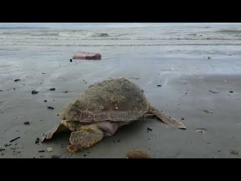 Pa Koment - Dallgët nxjerrin në bregdetin e Durrësit breshkën e rrallë