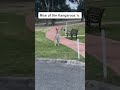 Unexpected Australian Kangaroo Encounter!