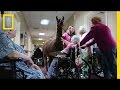 Llamas Bring Happiness To Nursing Home National Geographic