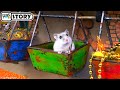 🐹 Hamster Escapes the Underground Maze 🐹 Homura Ham Pets