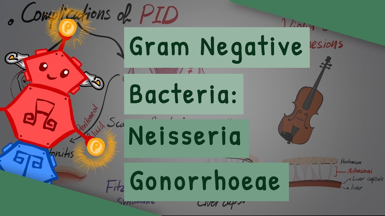 Gram Negative Bacteria: Neisseria gonorrhoeae