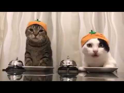 Cute and funny catz