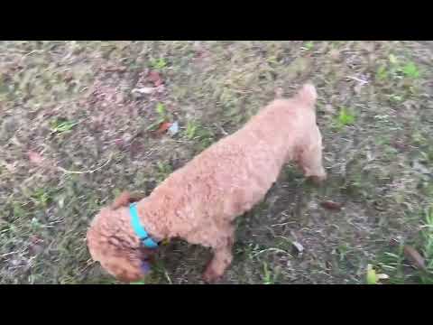 FOFOS  grape doy toy   Grizo Belgium