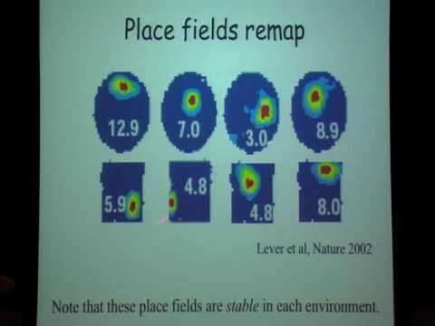 Stimulus Space Topology and Geometry from Neural Activity - Carina Curto
