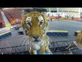 A Look Through The Eyes Of Alexander Lacey Big Cat Training