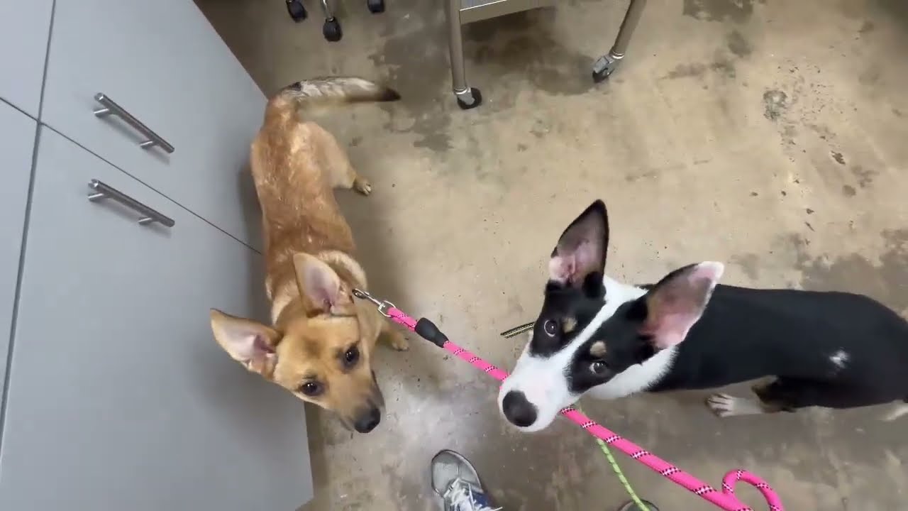 Enlarge Tookie, a Adoptable mixed breed in West Warwick, RI video 1/5