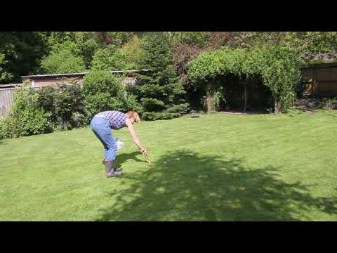 Red Kites in my garden