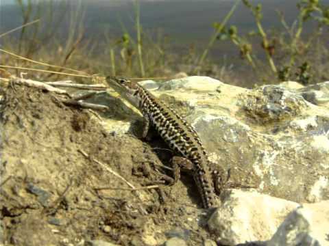 Jašterica taurská (Podarcis tauricus) — slnenie v septembri