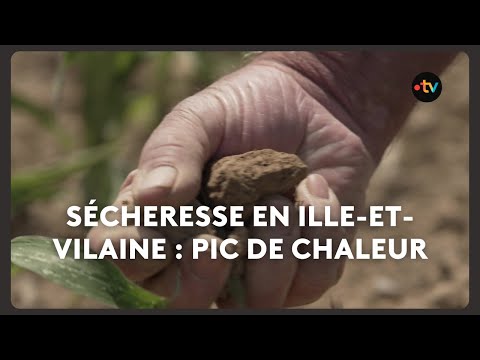 Sécheresse en Ille-et-Vilaine : pic de chaleur