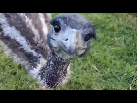 Callback: More Baby Stompy