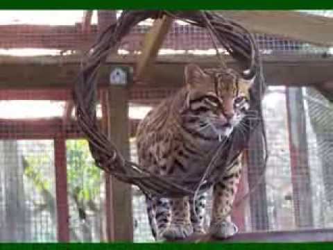 Animals at Isis Oasis