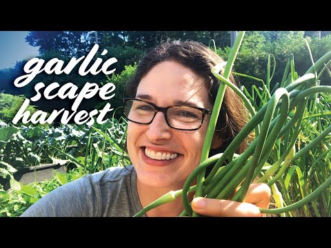 Harvesting Garlic Scapes — When, Why & How