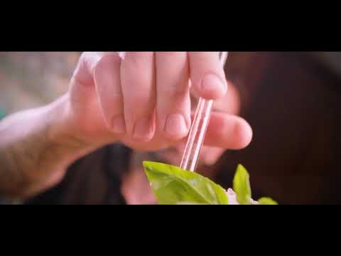 Cocktail des Monats -JULI-