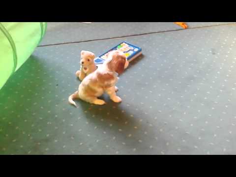 Anika z Breńskiej Fanaberii