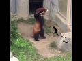 Панда и камень - ☑ Red panda and rock - ☑ 2019 ANIMATED - Funny Video