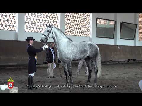 210424 14 Legendário Galo ( SPA ) - Aprovação de Garanhões