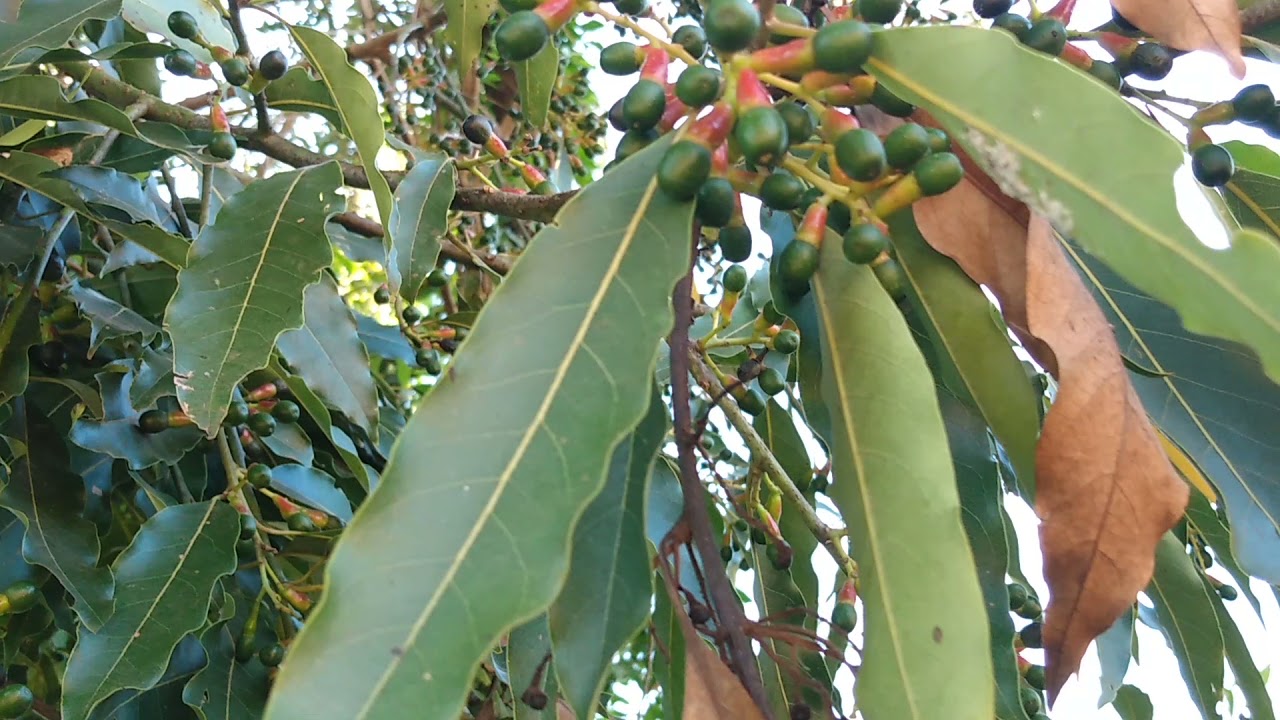 Watch Now Como identificar árvores nativas Como identificar árvores nativas