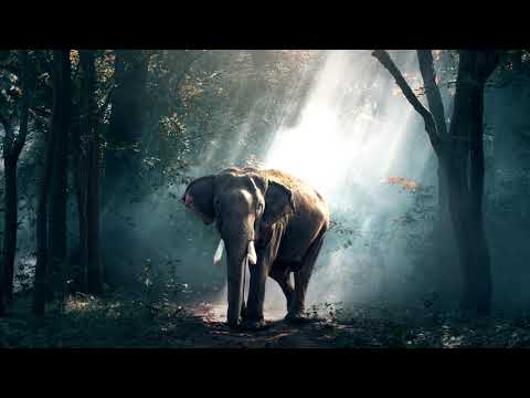 Black Muffin - Parvati