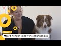 Hond Nalani kent 141 speeltjes uit haar hoofd