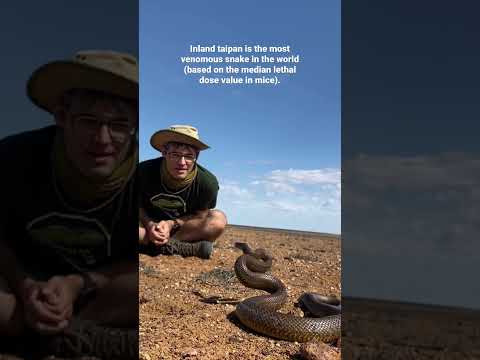 Inland taipan, the most venomous snake in the world!