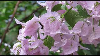 [Palavras Franciscanas]