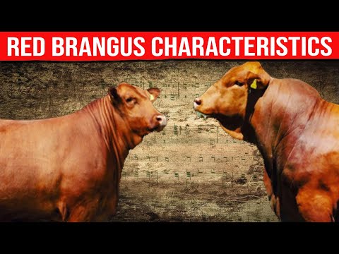 , title : '⭕ RED BRANGUS Characteristics ✅ Biggest Bulls And Cow'