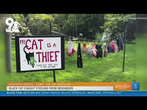 Esme, the cat burglar? | Kristen's Kudos