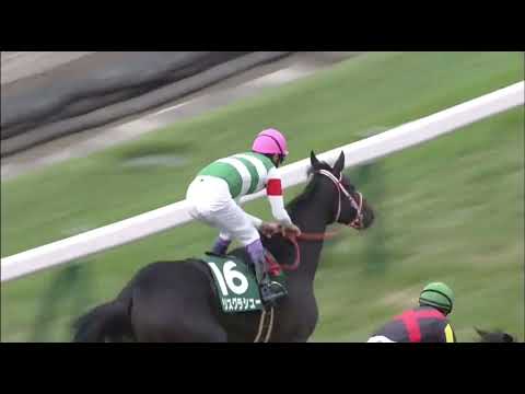 Lys Gracieux (JPN) wins Artemis Stakes (G3) race 11 at Tokyo 10/29/2016