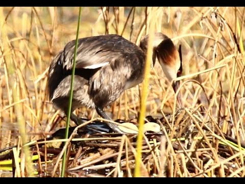 Great Crested Grebe on nest - Garden Route Birding