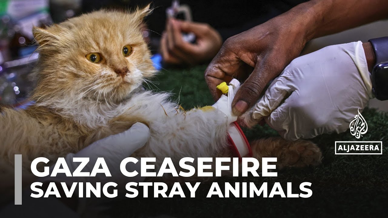 Gaza volunteers fight to save stray animals amid war and destruction