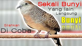 Download lagu Perkutut lokal SI RAJA pikat - sekali bunyi yang lain ikut MANGGUNG. mp3 Download lagu Perkutut lokal SI RAJA pikat - sekali bunyi yang lain ikut MANGGUNG. mp3