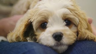 Youtube thumbnail for Jenny-May visits VetCare