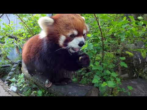 One Hour Of Red Pandas Eating Crunchy Snacks