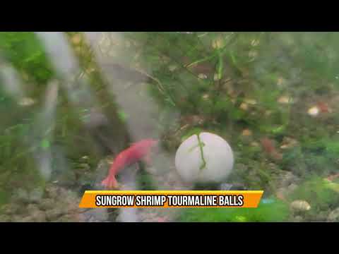 Part of a video titled SunGrow Shrimp Tourmaline Balls - YouTube