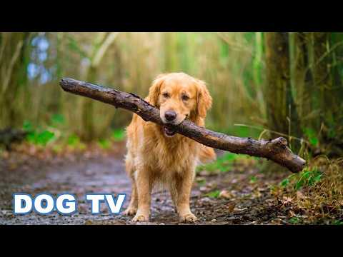 24 Hours of Best Fun & Relaxing TV for Dogs! Prevent Boredom & Anxiety with Music for Dogs! NEW