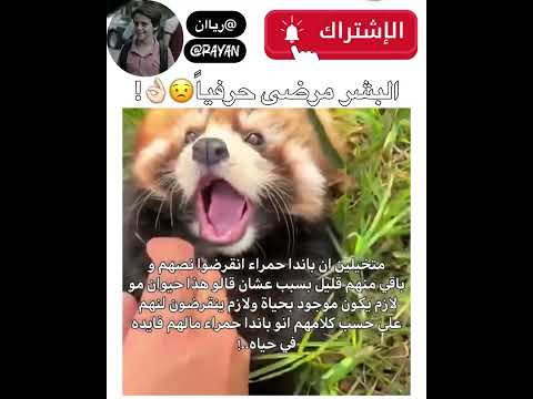 اشترك❤️ #بلاكبينك#ليسا#shorts #capcat #love #اكسبلور#kpop#music#comedy#explore#youtubeshorts