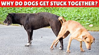 Why Do Dogs Get Stuck Together During Breeding? 😱