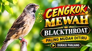Download lagu BURUNG BLACKTHROAT GACORDURASI PANJANG MUDAH DITIRU BUAT MASTERAN KENARI BAHAN GANTANGAN mp3