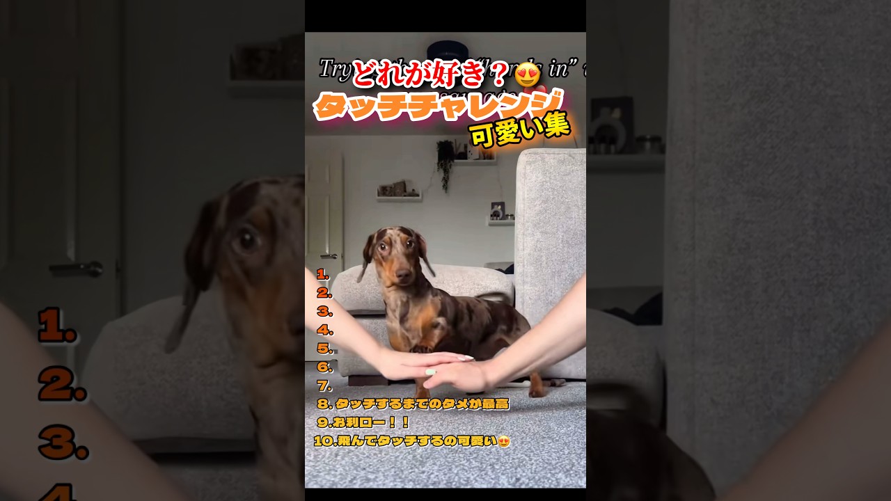 ひたすらに可愛い😍 #おもしろ動画 #おもしろ #面白集 #犬のいる生活 #犬おもしろ動画 #犬のいる暮らし