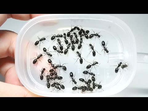 アリは何を食べるの?