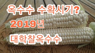 옥수수 수확시기 대학찰옥수수