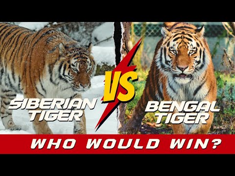 "Who Would Win? Siberian Tiger vs Bengal Tiger | Ultimate Animal Battle Comparison #animalrealm