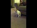 Perro bailando al ritmo de Eminem